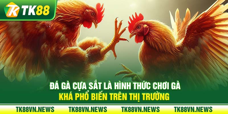 Đá gà cựa sắt là hình thức chơi gà khá phổ biến trên thị trường