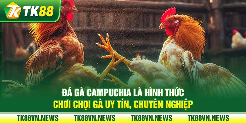 Đá gà Campuchia là hình thức chơi chọi gà uy tín, chuyên nghiệp